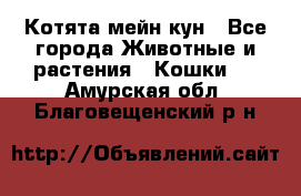 Котята мейн кун - Все города Животные и растения » Кошки   . Амурская обл.,Благовещенский р-н